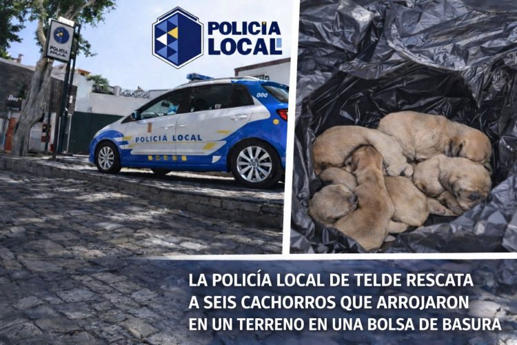 La Policía Local de Telde identifica a una pareja que abandonó a seis cachorros tras lanzarlos desde un coche