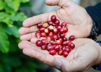 Grano a grano: así se recoge el café “sin prisas” de Agaete que da la vuelta al mundo