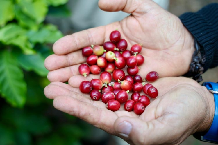 Grano a grano: así se recoge el café “sin prisas” de Agaete que da la vuelta al mundo