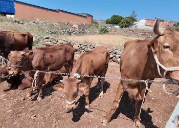 Publicada la nueva convocatoria de subvenciones para atenuar el incremento del costo de las producciones ganaderas