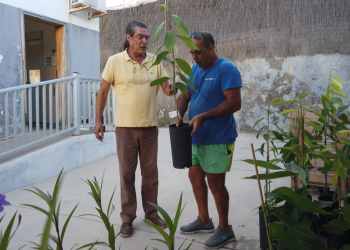 Mogán reparte 100 plantones de atemoya a agricultores del municipio