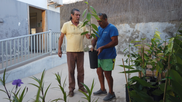 Mogán reparte 100 plantones de atemoya a agricultores del municipio
