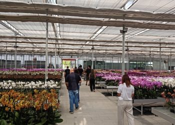 Las flores y plantas canarias se promocionan en China