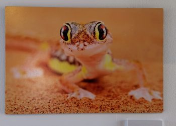 La exposición fotográfica ‘(Con) Macro’ invita a descubrir la belleza de lo diminuto