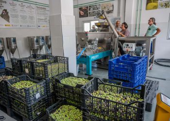 Mogán pone en marcha su almazara municipal con una molienda de 600 kilos de aceitunas