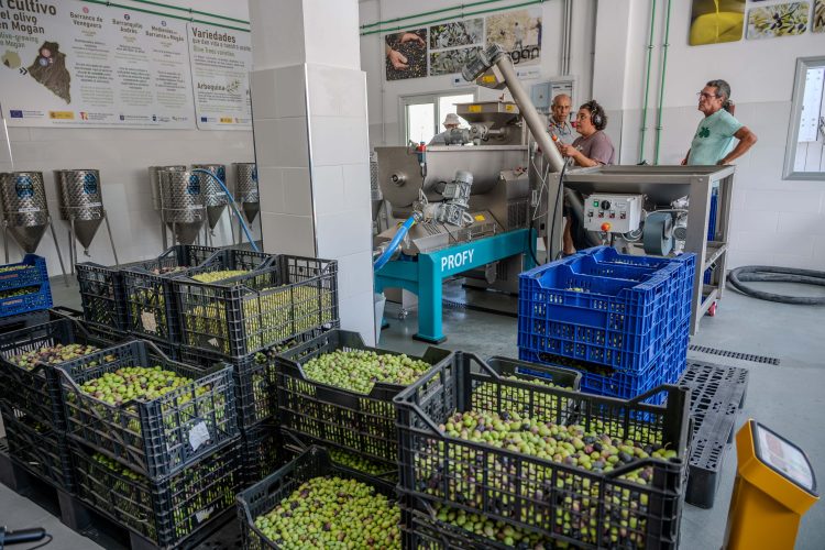 Mogán pone en marcha su almazara municipal con una molienda de 600 kilos de aceitunas