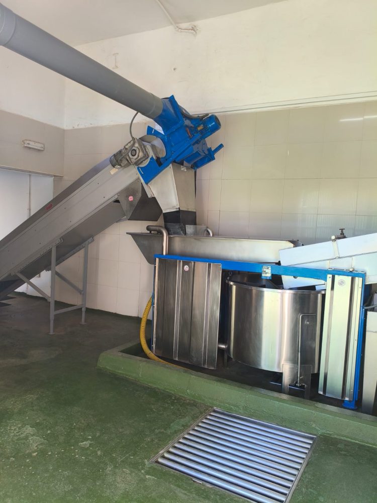 La almazara municipal de Ingenio ultima su puesta a punto para la nueva campaña de aceite