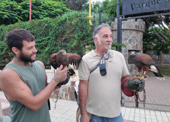 La cetrería se incorpora al control de palomas en la Villa de Ingenio