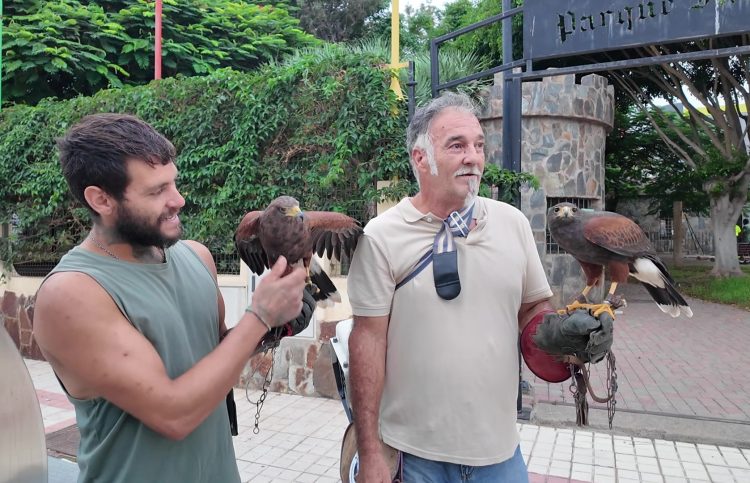 La cetrería se incorpora al control de palomas en la Villa de Ingenio