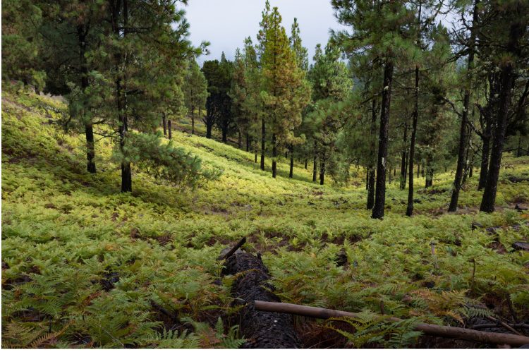 El Festival Contemporáneo invita a explorar los sonidos del bosque en un recorrido por la naturaleza