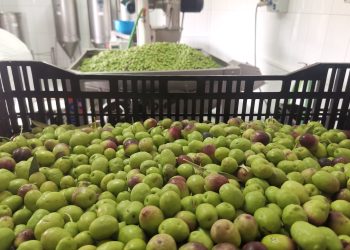 La almazara municipal de Agüimes recibe más de 2.700 kilos de aceitunas en el inicio de la producción