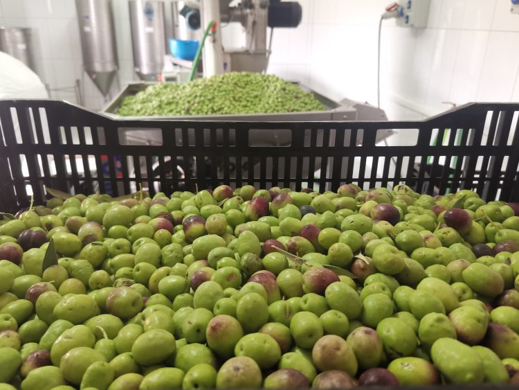 La almazara municipal de Agüimes recibe más de 2.700 kilos de aceitunas en el inicio de la producción
