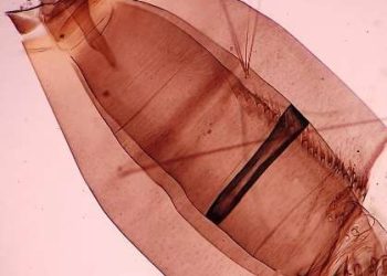 Sanidad informa de la detección de mosquitos de la especie Aedes aegypti en Gran Canaria