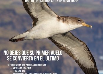 Puertos Canarios promueve un apagado de tres horas en Las Nieves para proteger a la pardela cenicienta
