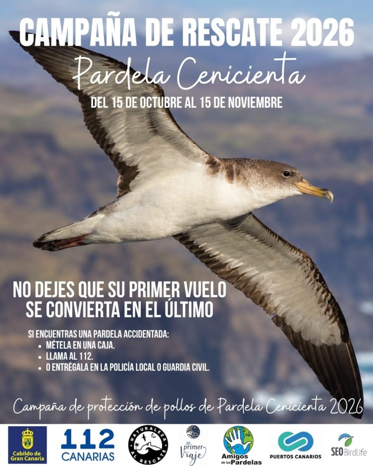 Puertos Canarios promueve un apagado de tres horas en Las Nieves para proteger a la pardela cenicienta